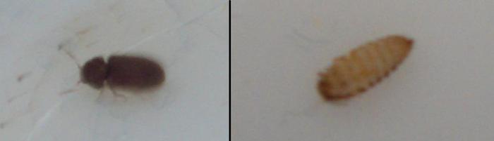 Wat is dit voor insect? - Ik heb een vraag (2025) - Wat Is Dit Voor Insect