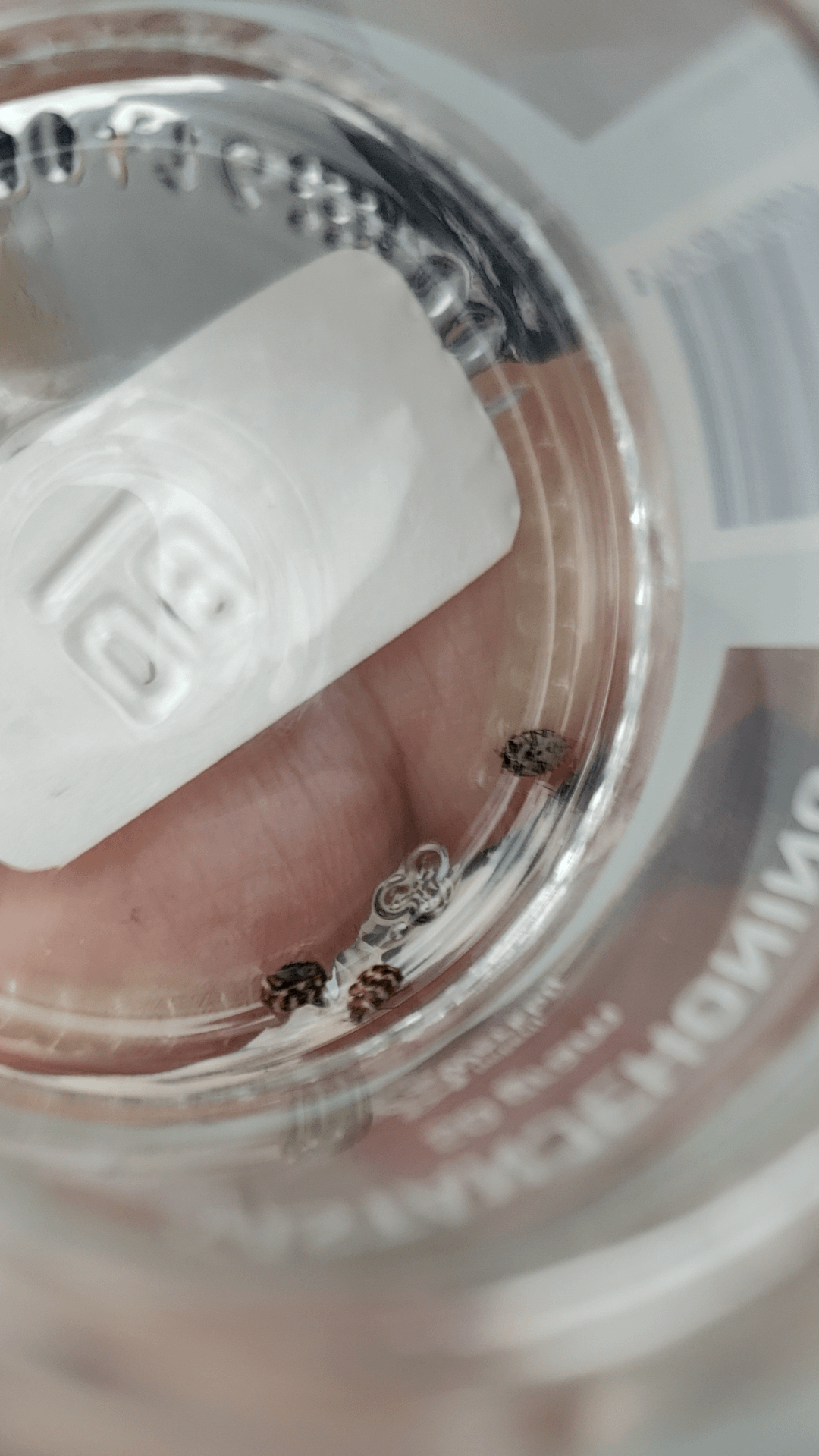 Wat Is Dit Voor Insect