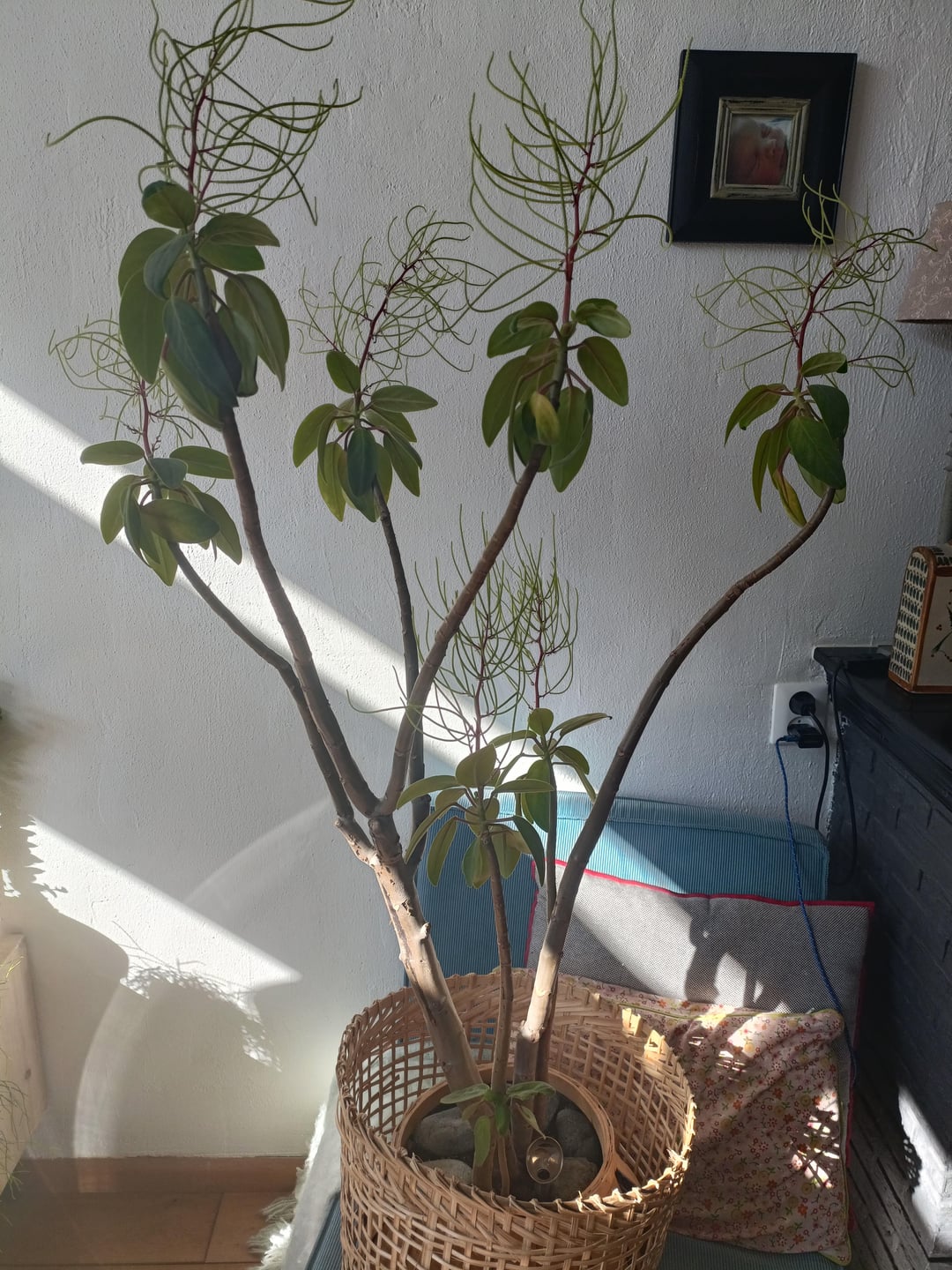 Wat Is Dit Voor Plant