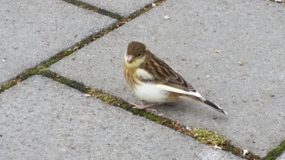 Wat is dit voor vogel ??? | ZeelandNet Foto - Wat Is Dit Voor Vogel