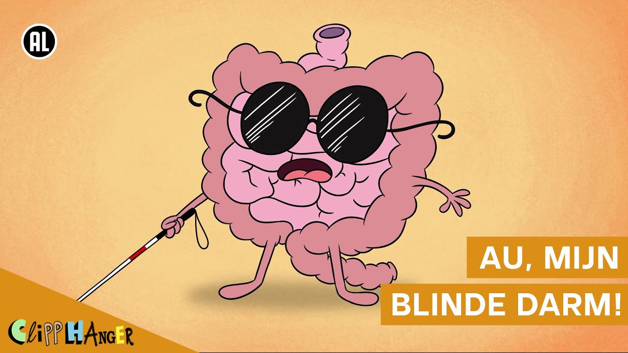 Hoe Groot Is Een Blinde Darm