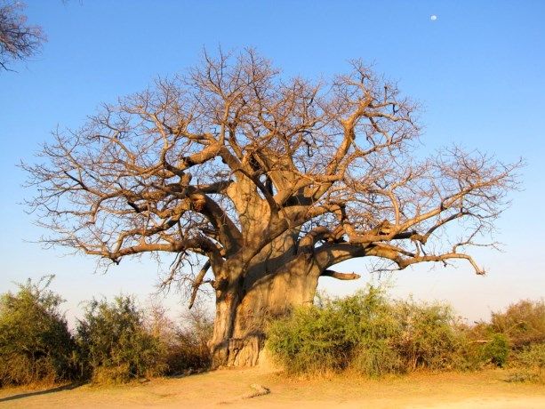 Wat is er aan de hand? Plots vallen de oudste bomen ter wereld bij - Wat Is Er Aan De Hand In Congo