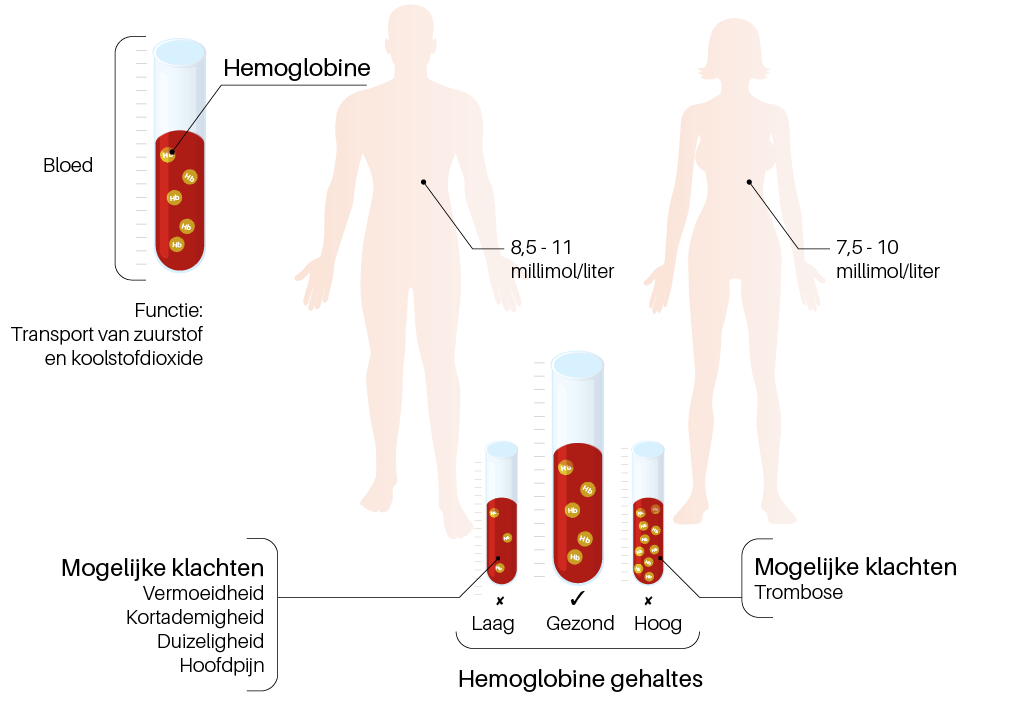 Wat Is Hemoglobine En Wat Is Een Normale Waarde? Homed-IQ, 47% OFF - Welke Hb Waarde Is Gevaarlijk