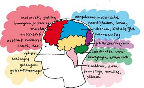 Wat is vasculaire dementie? | Alzheimercentrum Amsterdam - Wat Is Het Verschil Tussen Alzheimer En Vasculaire Dementie