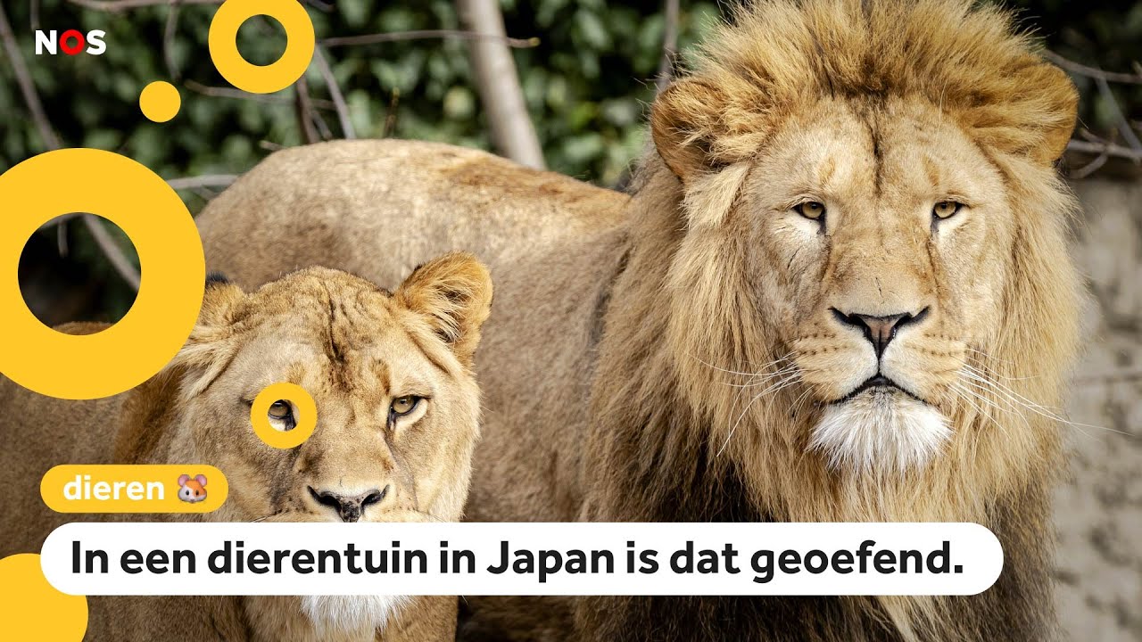 Wat moet je doen als een leeuw ontsnapt uit de dierentuin? - YouTube - Welke Dierentuinen Zijn Er In Nederland