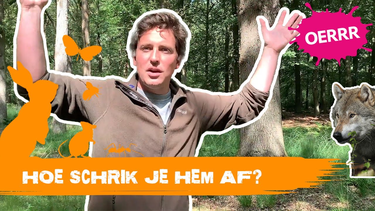 Wat Moet Je Doen Als Je Een Wolf Ziet