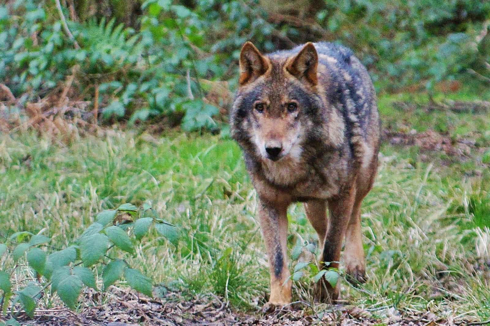 Wat moet je doen als je een wolf tegenkomt? - Wildopvang - Wat Moet Je Doen Als Je Een Wolf Ziet