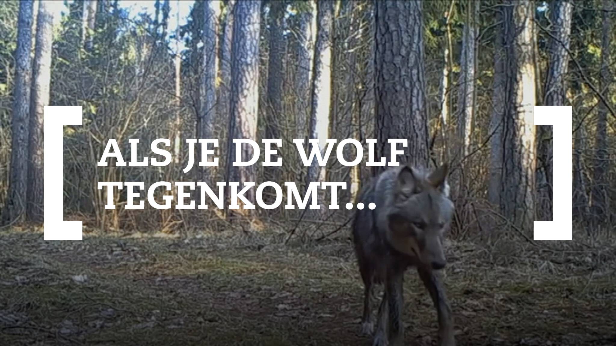 Wat moet je doen als je oog in oog met een wolf komt te staan? | Nieuwsuur - Wat Moet Je Doen Als Je Een Wolf Ziet