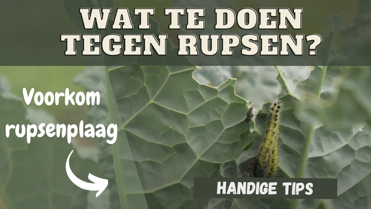 Wat te doen tegen rupsen? - YouTube - Wat Te Doen Tegen Nervositeit