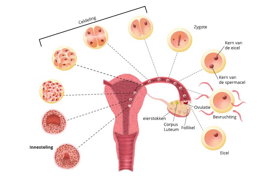 Wat veroorzaakt de buikpijn tijdens menstruatie? - Cyclus 21 Dagen Wanneer Eisprong