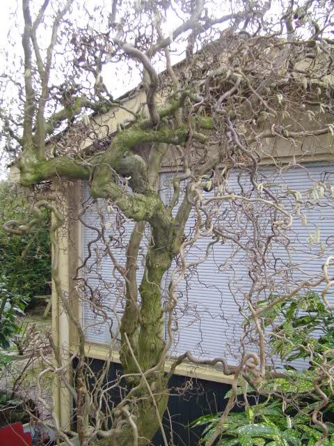 Wat Voor Boom Is Dit