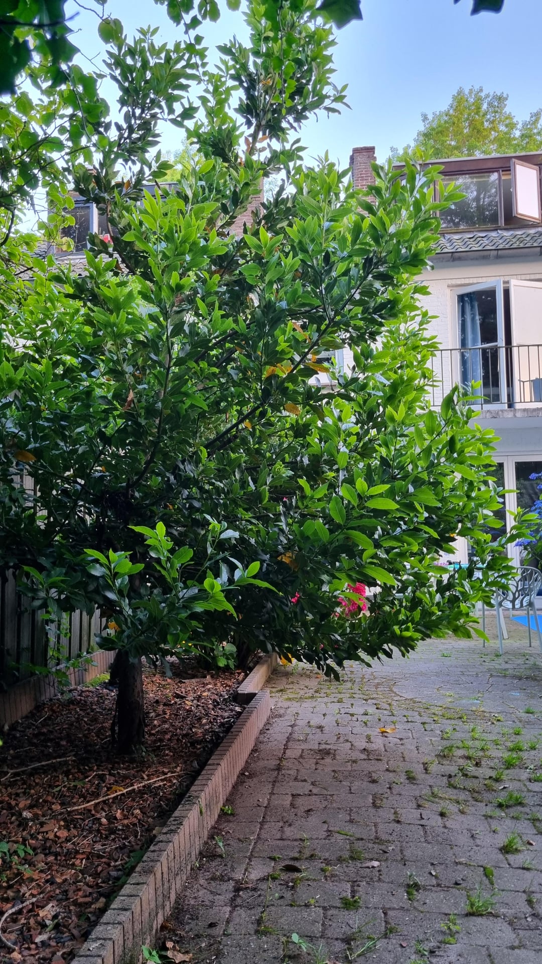 Wat voor boom is dit? : r/groenevingers - Wat Voor Boom Is Dit