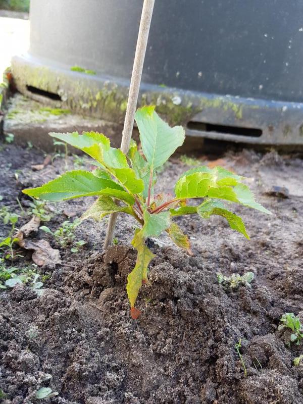 Wat Voor Een Plant Is Dit
