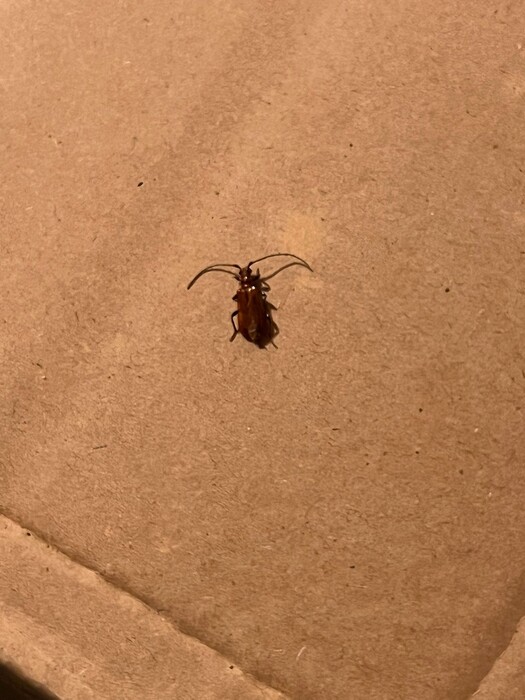 Wat Voor Insect Is Dit