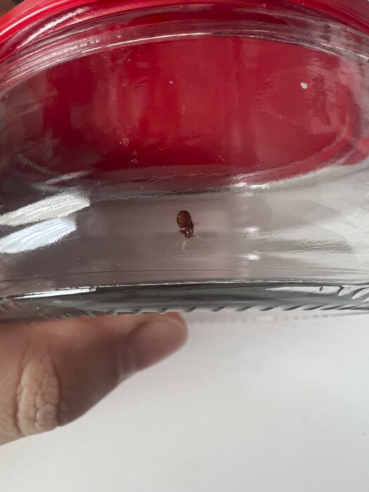 Wat voor insect is dit? - Ik heb een vraag (2025) - Wat Voor Insect Is Dit