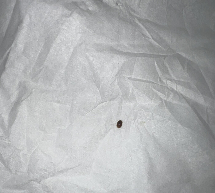 Wat voor insect is dit? - Ik heb een vraag (2025) - Wat Voor Insect Is Dit
