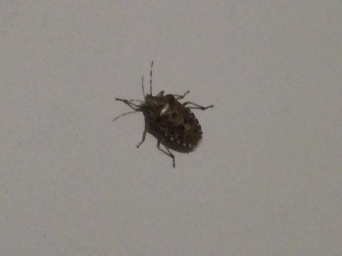 Wat Voor Soort Kever Is Dit