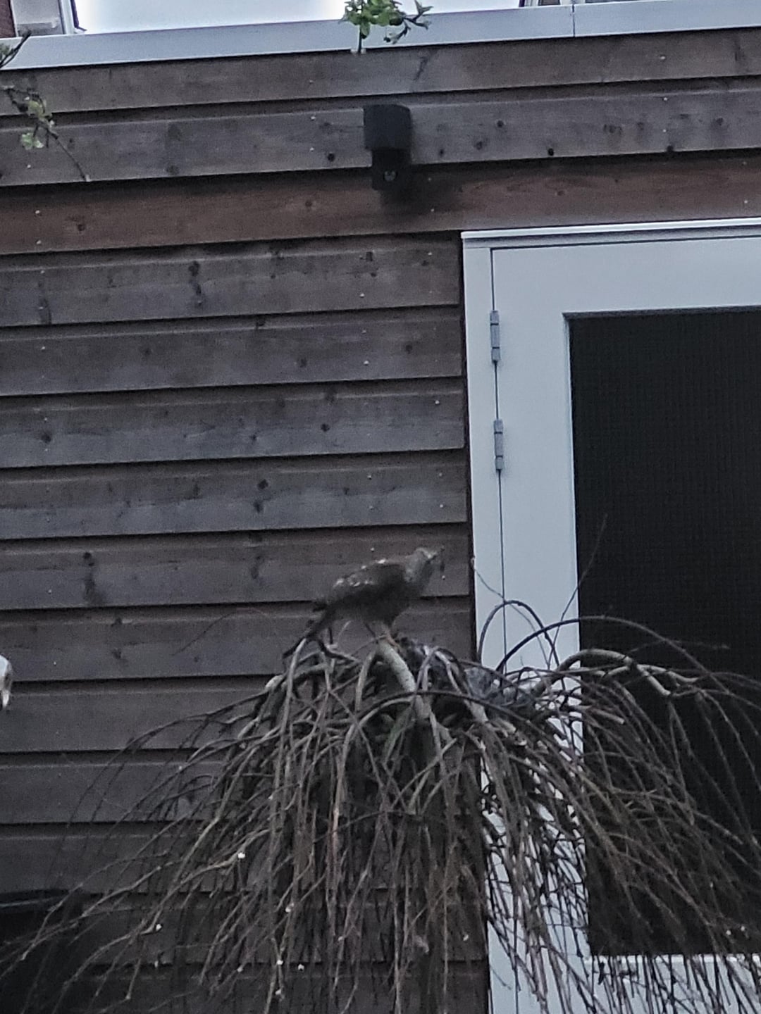 Wat voor vogel is dit? : r/vogelen - Wat Is Dit Voor Vogel