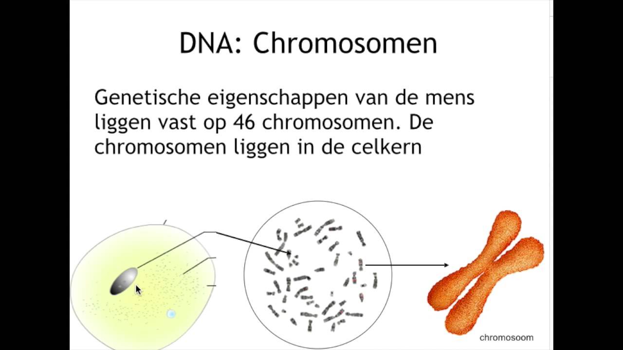 wat zijn chromosomen - YouTube - Hoeveel Chromosomen Heeft Een Mens Met Down
