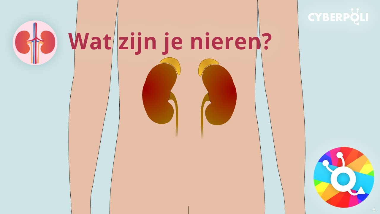Wat zijn je nieren? - YouTube - Wat Is Goed Voor Je Nieren En Lever