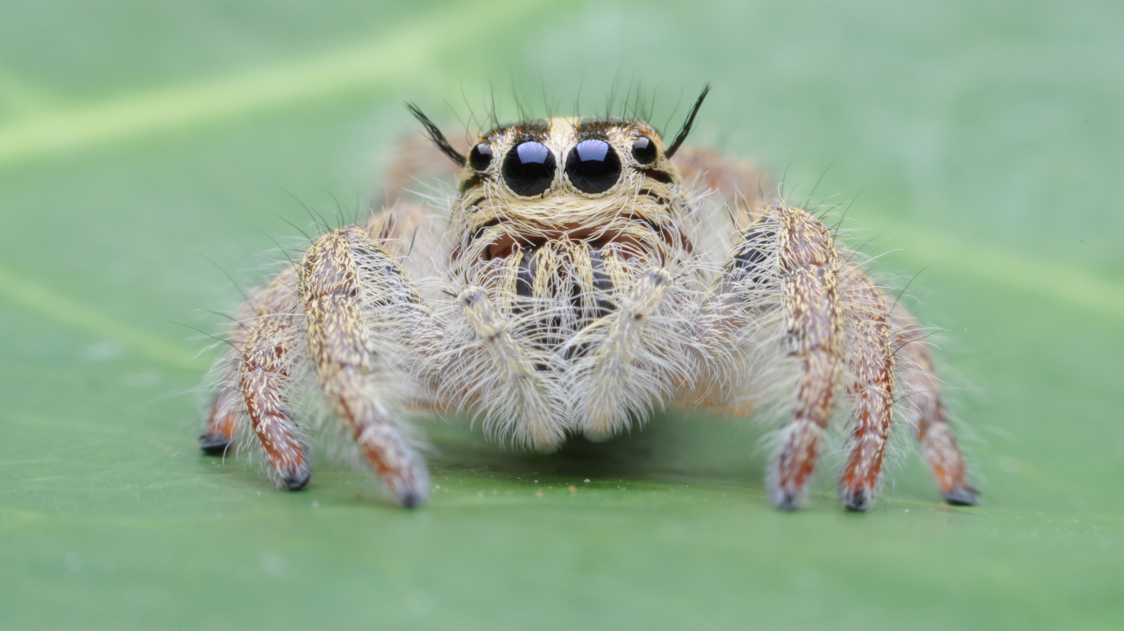 Watch a "Trained" Spider Named Kim Leap Six Times Its Body Length - Spider Man Into The Spider Verse