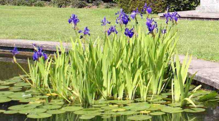 Waterplanten vijver: zuurstof-, moeras-, drijfplanten en waterlelies - Hoe Is Een Moerasplant Aangepast Aan Zijn Omgeving