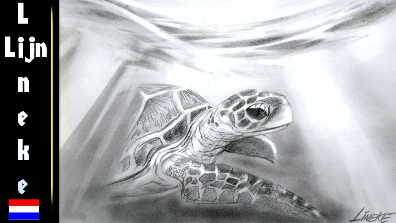 Hoe Lang Kan Een Schildpad Onder Water Blijven