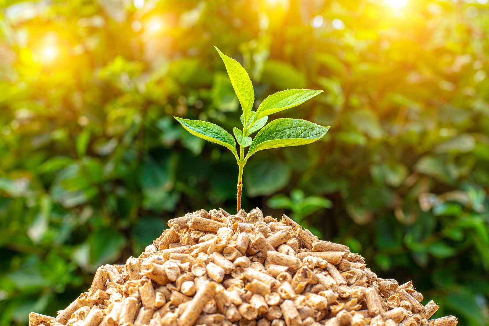 Webinar: The First Biomass Boiler in a Public School in Manitoba - Wanneer Is Biomassa Een Duurzame Energiebron
