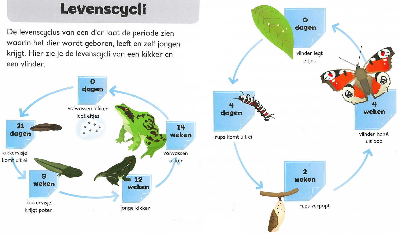 Website van groep 5 van de Gelderlandschool 2016 - 2017: Metamorfose en - Welke Twee Dingen Veranderen Er Aan Een Dier Bij Metamorfose