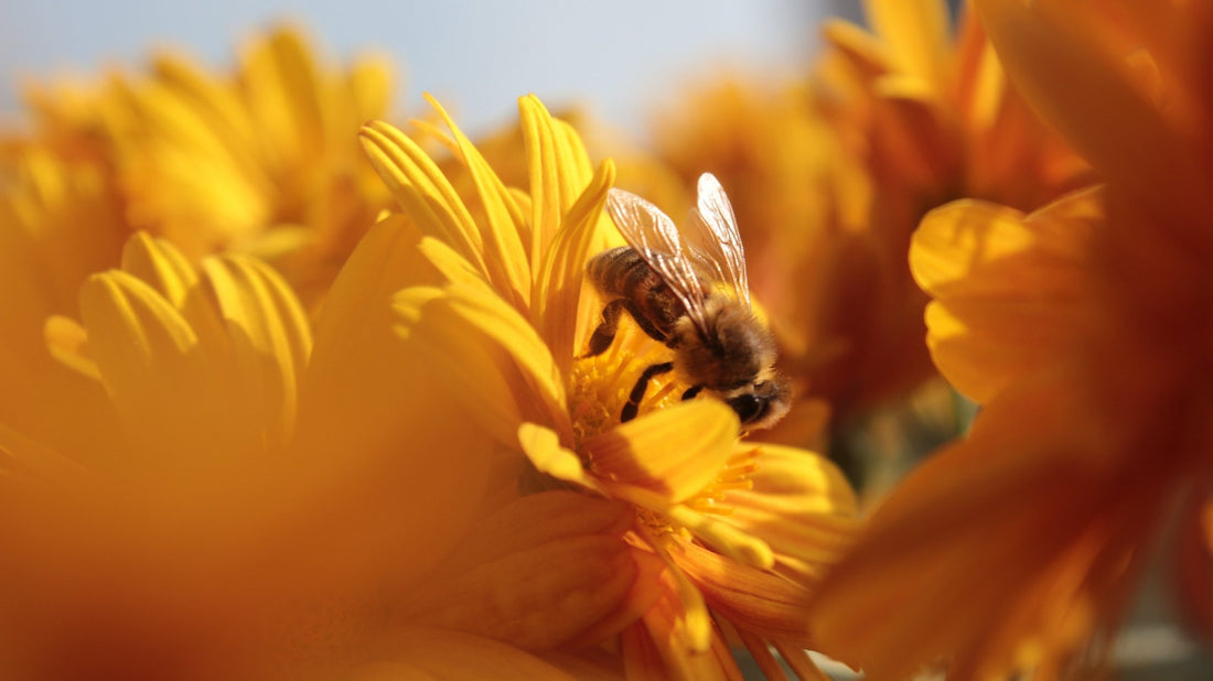 Welk Deel Van De Bloem Vormt Stuifmeel