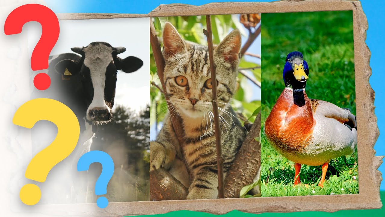 Welk Dier Hoor je Hier? ☆ Dieren Leren Nederlands ☆ Dierengeluiden voor - Welke Dieren Doen Een Winterslaap