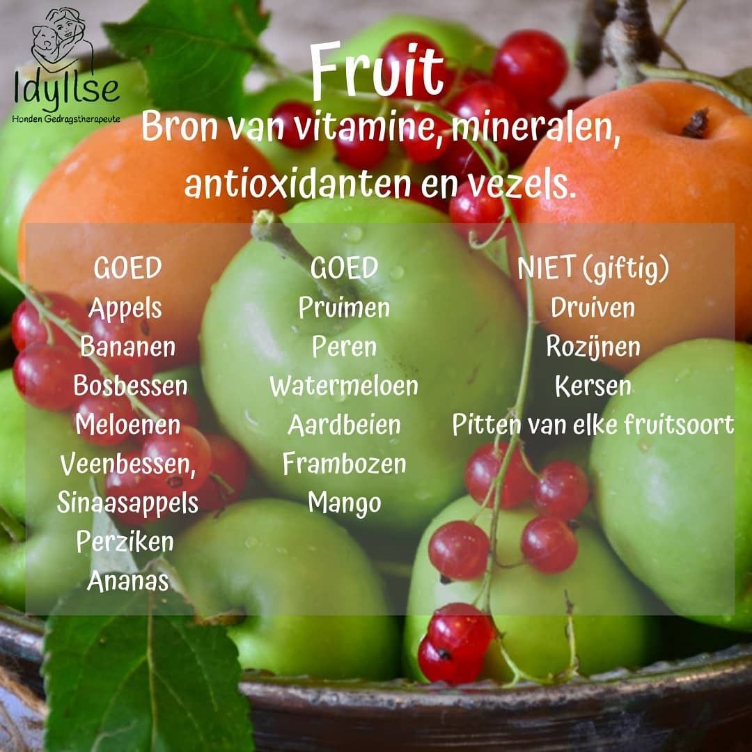 Welk fruit is goed voor je hond | Fruit, Apple, Food - Welk Fruit In De Koelkast