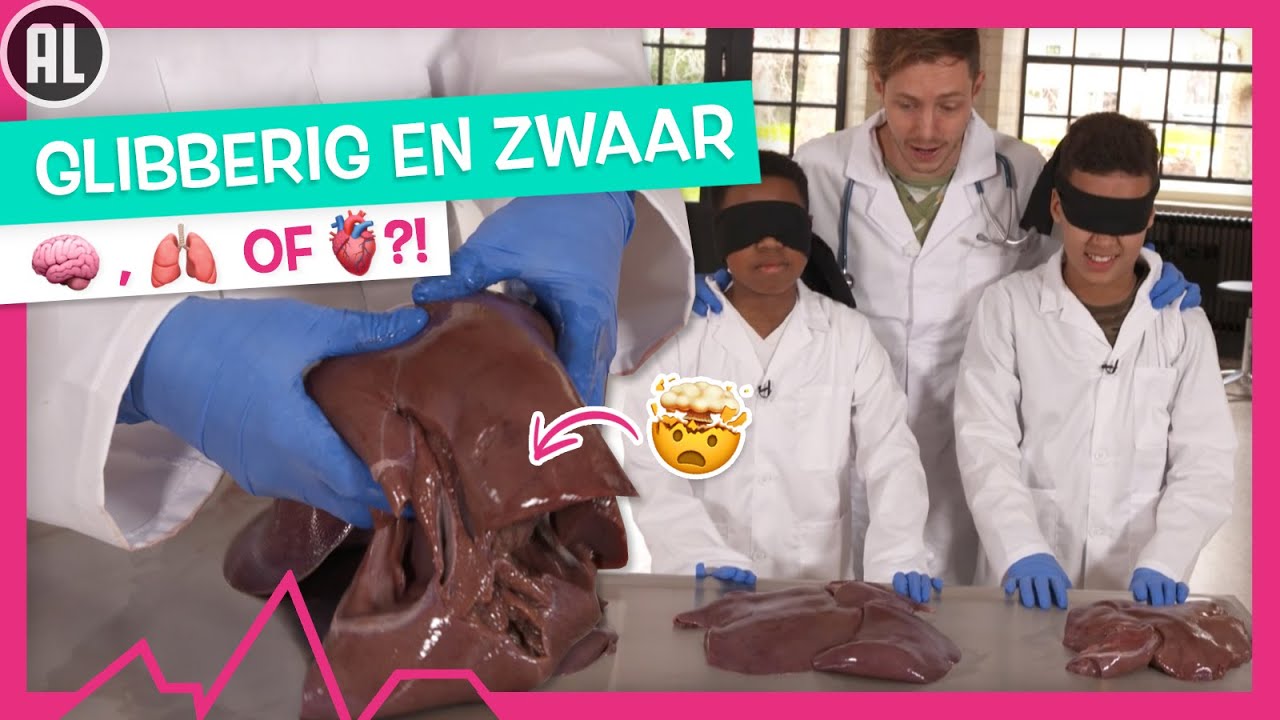 WELK ORGAAN IS DIT?! 😥 - TOPDOKS ANATOMISCHE LES VAN DOKTER ELBERT - Is Je Kuitspier Een Orgaan
