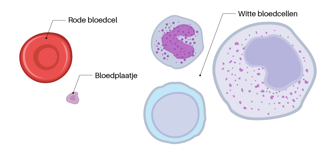 Welke bloedcellen zijn er in het menselijke lichaam? | Sanquin - Is Een Rode Bloedcel Een Deel Van Het Bloedvatenstelsel