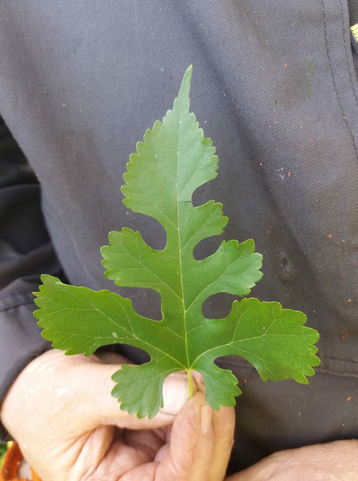 Van Welke Boom Is Dit Blad