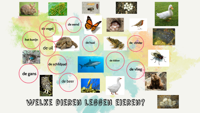 welke dieren leggen eieren? by on Prezi - Welke Dieren Komen Uit Een Ei