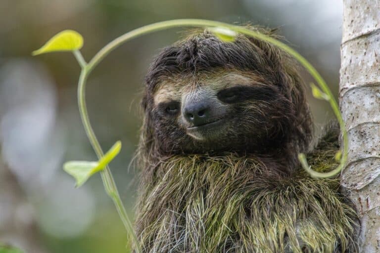 Welke Dieren Leven In De Jungle