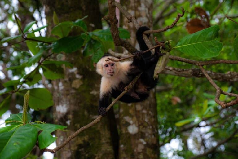 Welke dieren leven in de jungle - Dierpedia.nl - Welke Dieren Leven In De Jungle