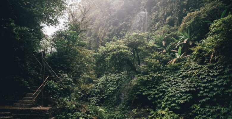 Welke dieren leven in de jungle - Dierpedia.nl - Welke Dieren Leven In De Jungle