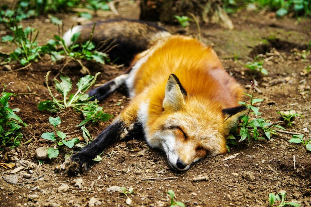 Welke dieren leven onder de grond? - Dierpedia.nl - Welke Dieren Leven Onder De Grond