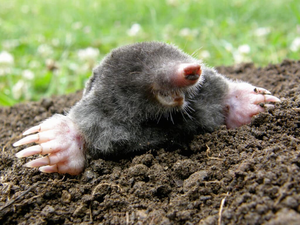 Welke dieren leven onder de grond? - Dierpedia.nl - Welke Dieren Leven Onder De Grond