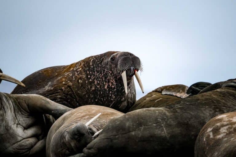 Welke dieren leven op de Noordpool? - Dierpedia.nl - Welke Dieren Leven Op De Noordpool