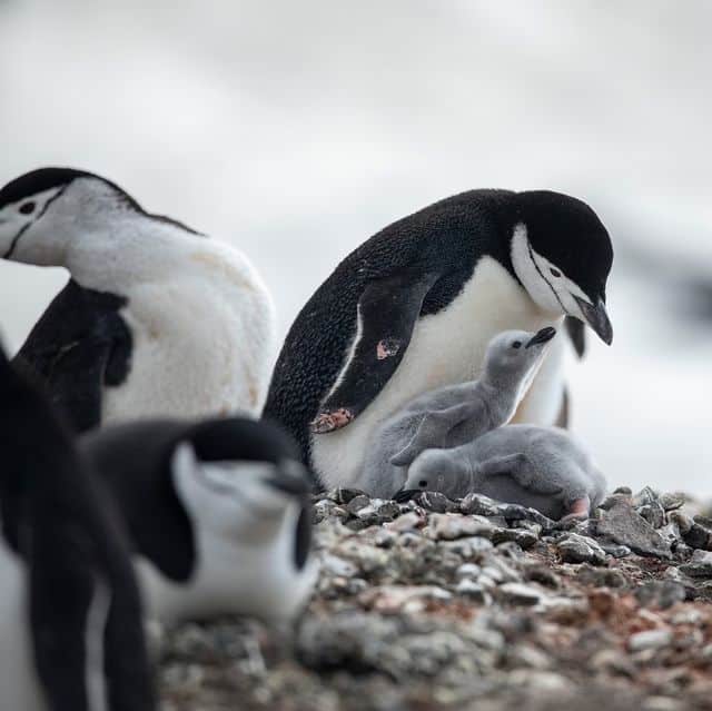 Welke dieren leven op de Zuidpool? - Dierpedia.nl - Welke Dieren Leven Op De Zuidpool