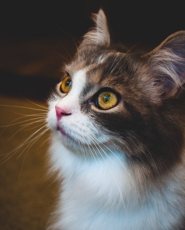 Welke Kleuren Kunnen Katten Zien