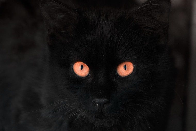 Welke kleuren kunnen katten zien? - Welke Kleuren Kunnen Katten Zien