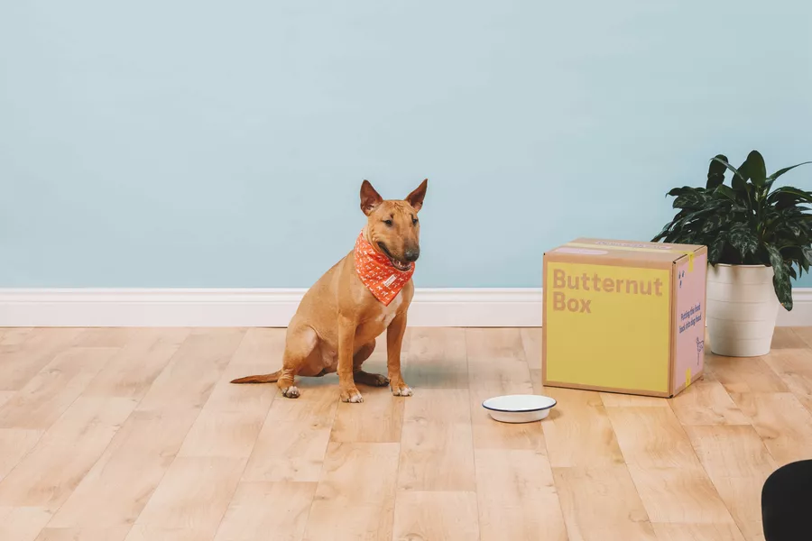 Welke Kleuren Zien Honden? - Kan Een Hond Kleuren Zien