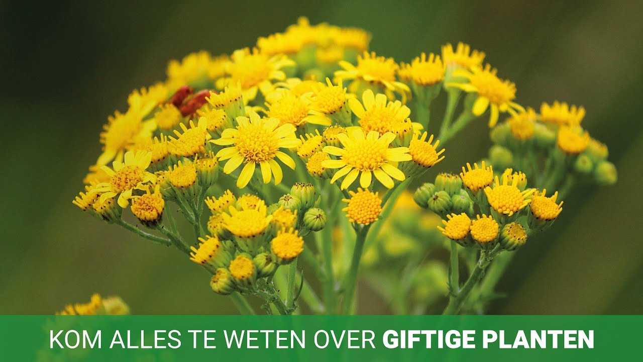 Welke planten zijn giftig voor paarden en hoe herken je ze? - YouTube - Struik Met Blauwe Bessen Giftig