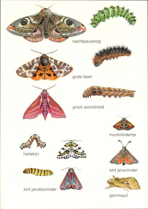welke rups wordt welke nachtvlinder ? | Handig om te weten | Pinterest - Welke Rups Wordt Welke Vlinder