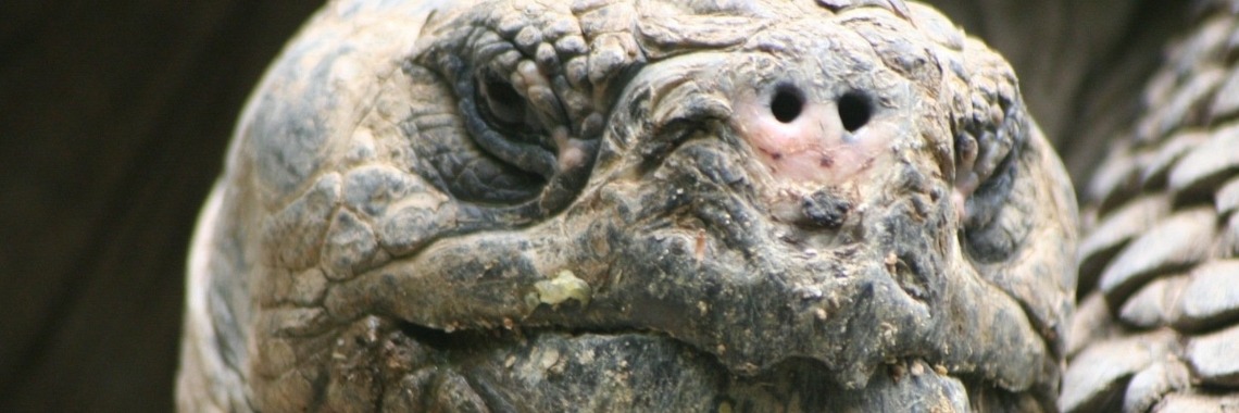 Welke soorten schildpadden zijn er? - Yoors - Welke Schildpadden Mag Je Houden In Nederland