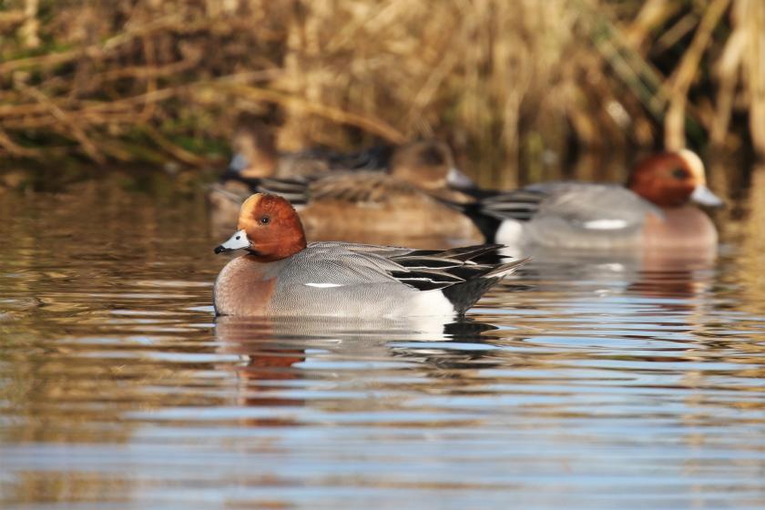 Welke trekvogels spot je in de winter in Nederland? | KRO-NCRV - Welke Vogel Overwintert In Nederland